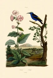 Eibisch